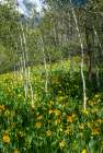 USA-Colorado Wildflower meadow in White River National Forest Art Print